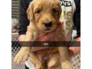 Goldendoodle Puppy for sale in Springfield, IL, USA