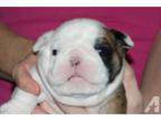 Bulldog Puppy for sale in SPOKANE, WA, USA