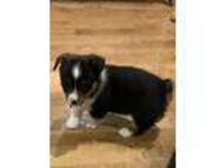 Pembroke Welsh Corgi Puppy for sale in Ash Flat, AR, USA