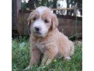 Goldendoodle Puppy for sale in Martin, GA, USA