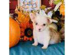 Pembroke Welsh Corgi Puppy for sale in Smyrna, SC, USA