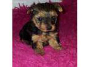 Yorkshire Terrier Puppy for sale in Central, SC, USA