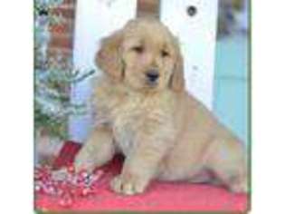 Golden Retriever Puppy for sale in Forest Hills, NY, USA