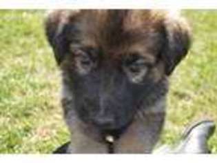 German Shepherd Dog Puppy for sale in Owenton, KY, USA