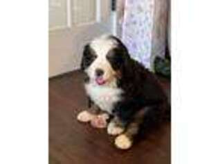 Bernese Mountain Dog Puppy for sale in Burlington, NC, USA