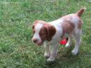 Brittany Puppy for sale in State College, PA, USA