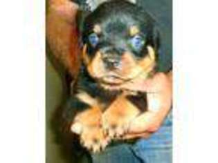 Rottweiler Puppy for sale in Lyle, WA, USA