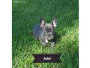 French Bulldog Puppy for sale in Sidney, IA, USA