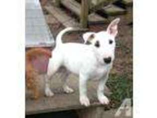 Bull Terrier Puppy for sale in QUITMAN, AR, USA
