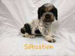 Cocker Spaniel Puppy for sale in Supply, NC, USA