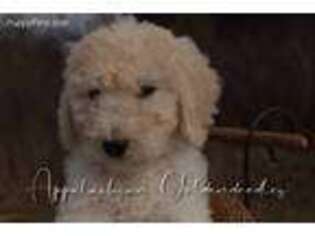 Goldendoodle Puppy for sale in Atlanta, GA, USA