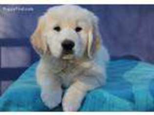Golden Retriever Puppy for sale in Utica, NY, USA