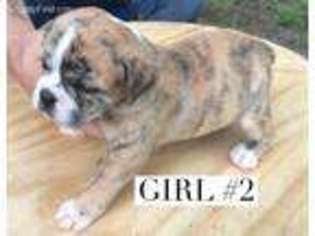 Olde English Bulldogge Puppy for sale in Pass Christian, MS, USA