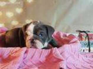 Bulldog Puppy for sale in Wakeman, OH, USA
