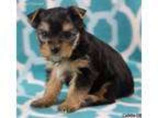 Yorkshire Terrier Puppy for sale in Charlottesville, VA, USA