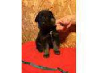 German Shepherd Dog Puppy for sale in Owensville, MO, USA