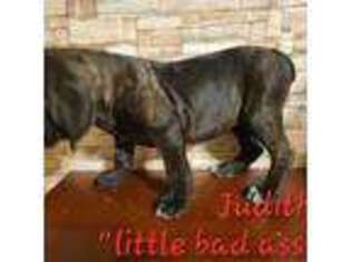 Cane Corso Puppy for sale in Schuyler Falls, NY, USA
