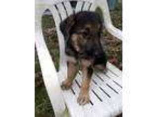 German Shepherd Dog Puppy for sale in Spring Hill, FL, USA