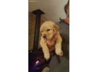 Golden Retriever Puppy for sale in Sedalia, CO, USA