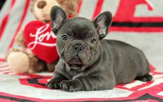 French Bulldog Puppy for sale in Woodstock, IL, USA