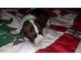 Basenji Puppy for sale in Big Sandy, TX, USA