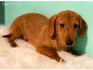 Dachshund Puppy for sale in Kinston, NC, USA