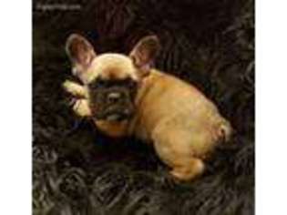 French Bulldog Puppy for sale in Fortuna, CA, USA