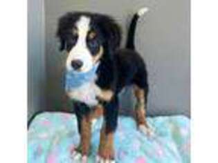 Bernese Mountain Dog Puppy for sale in Valparaiso, IN, USA