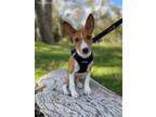 Basenji Puppy for sale in Los Angeles, CA, USA