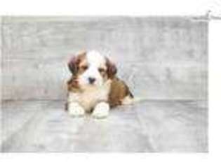 Bernese Mountain Dog Puppy for sale in Columbus, OH, USA