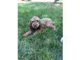 Labradoodle Puppy for sale in Ontario, OR, USA