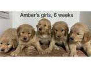 Golden Retriever Puppy for sale in North Judson, IN, USA