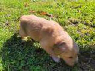 Golden Retriever Puppy for sale in Foster, RI, USA