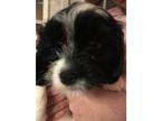 Cavapoo Puppy for sale in Hickman, TN, USA