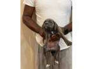 Medium Photo #1 Cane Corso Puppy For Sale in Baltimore, MD, USA