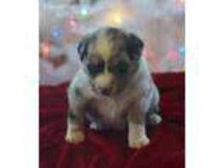 Miniature Australian Shepherd Puppy for sale in Marshfield, MO, USA