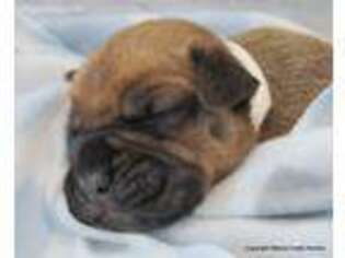 Bullmastiff Puppy for sale in Crete, NE, USA