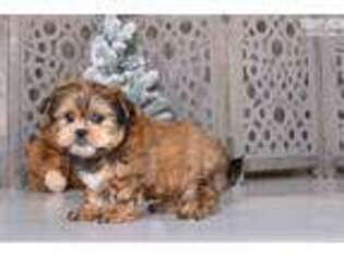 Shorkie Tzu Puppy for sale in Columbus, OH, USA