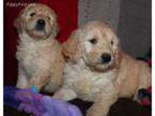 Goldendoodle Puppy for sale in Hedrick, IA, USA