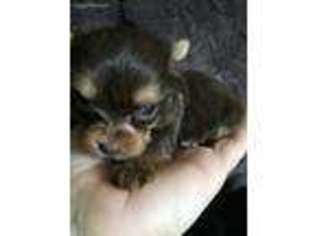 Yorkshire Terrier Puppy for sale in Pounding Mill, VA, USA