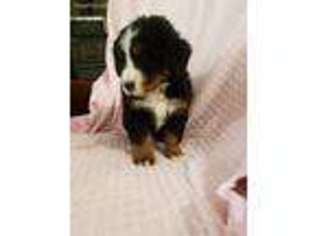 Bernese Mountain Dog Puppy for sale in Flat Rock, IL, USA