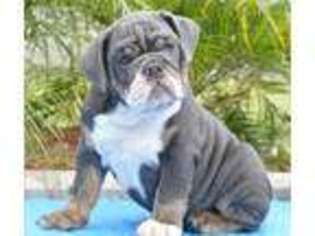 Bulldog Puppy for sale in Spring, TX, USA