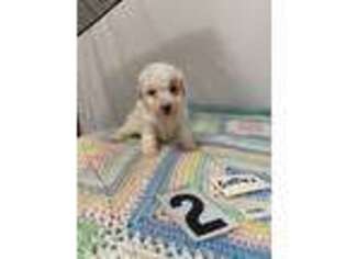 Cavapoo Puppy for sale in Ivanhoe, TX, USA