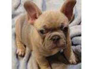 French Bulldog Puppy for sale in Bakersville, NC, USA