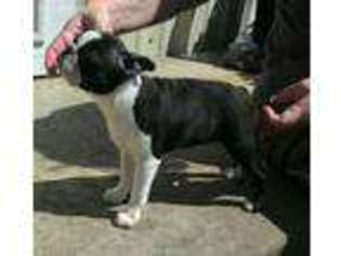 Boston Terrier Puppy for sale in Sulphur Springs, TX, USA