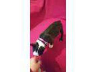 Boston Terrier Puppy for sale in Buford, GA, USA