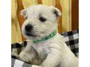 West Highland White Terrier Puppy for sale in Milton Freewater, OR, USA