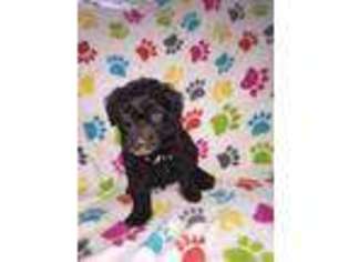 Portuguese Water Dog Puppy for sale in Toccoa, GA, USA