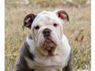 Bulldog Puppy for sale in Memphis, MO, USA