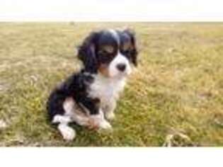 Cavalier King Charles Spaniel Puppy for sale in Argos, IN, USA